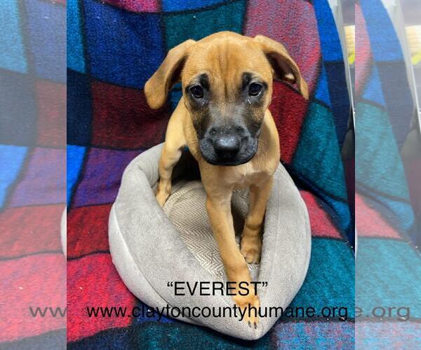 Medium Photo #1 Catahoula Leopard Dog-Unknown Mix Puppy For Sale in McDonough, GA, USA