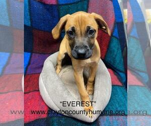 Catahoula Leopard Dog-Unknown Mix Dogs for adoption in McDonough, GA, USA