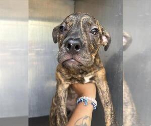 American Staffordshire Terrier Dogs for adoption in San Antonio, TX, USA