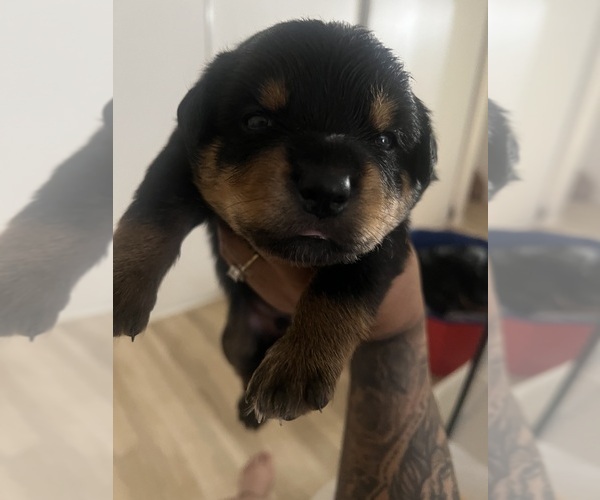 Medium Photo #4 Rottweiler Puppy For Sale in RIVERSIDE, CA, USA