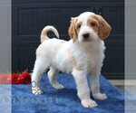 Image preview for Ad Listing. Nickname: Mason