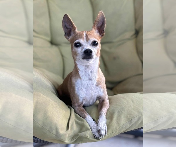 Medium Photo #4 Chipin Puppy For Sale in Princeton, MN, USA