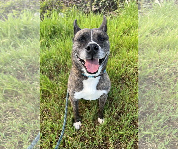 Medium Photo #1 Mutt Puppy For Sale in Chico, CA, USA