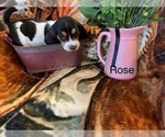 Small Photo #2 Basset Hound Puppy For Sale in PARKER, AZ, USA