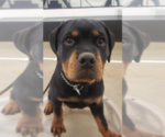 Small Photo #6 Rottweiler Puppy For Sale in JOLIET, IL, USA