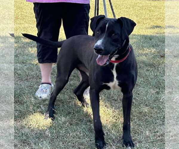 Medium Photo #3 Mutt Puppy For Sale in Rustburg, VA, USA