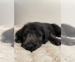 Small Photo #2 Labradoodle Puppy For Sale in NORTH HIGHLANDS, CA, USA