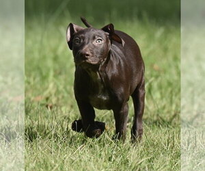 Frame - Male Chocolate Labrador retriever-Pointer Mix Dog for Adoption - Photo #8