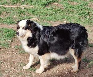Mother of the Australian Shepherd puppies born on 11/28/2024