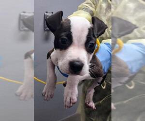 American Pit Bull Terrier-Unknown Mix Dogs for adoption in Las Vegas, NV, USA