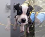 Small American Pit Bull Terrier Mix