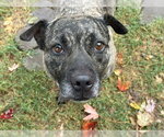 HELA - Female Mutt Dog for Adoption - Small photo