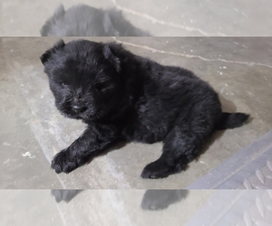 Chow Chow Puppy for sale in LANCASTER, CA, USA