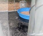 Small Photo #3 Labrador Retriever Puppy For Sale in SAINT AUGUSTINE, FL, USA