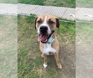 Boxer-Unknown Mix Dogs for adoption in Corpus Christi, TX, USA