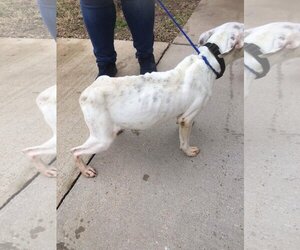 Marlee (Forever Foster) - Female Bullboxer Pit Dog for Adoption - Photo #7
