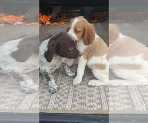 Brittany Puppy for sale in FORT MC COY, FL, USA