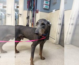 Doberman Pinscher Dogs for adoption in Riverside, CA, USA