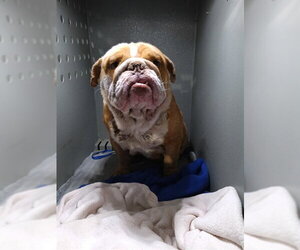 Bulldog Dogs for adoption in Downey, CA, USA