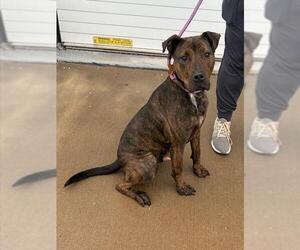 Mutt Dogs for adoption in Louisville, KY, USA