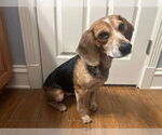 Small #3 Beagle Mix