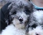 Small Photo #1 Bernedoodle (Miniature) Puppy For Sale in BOSWELL, IN, USA