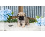 Small #18 Pug