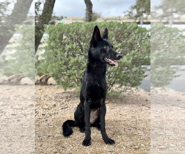 Medium Photo #4 German Shepherd Dog-Unknown Mix Puppy For Sale in PIPE CREEK, TX, USA