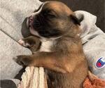 Puppy Noodle Boxer