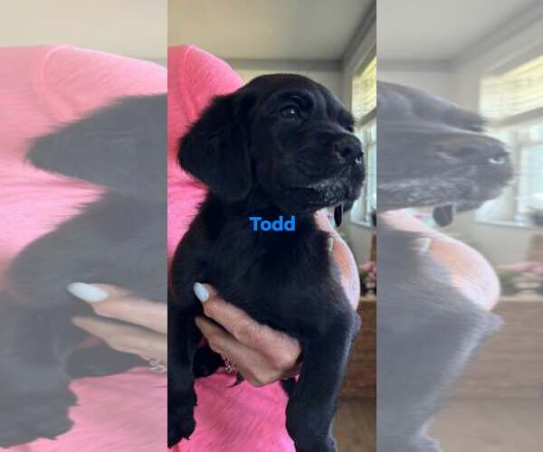 Medium Photo #1 Boykin Spaniel-Unknown Mix Puppy For Sale in Brooksville, FL, USA