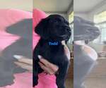 Small Boykin Spaniel Mix