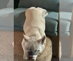 Small #10 French Bulldog