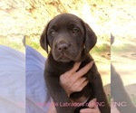 Small Photo #3 Labrador Retriever Puppy For Sale in SYLVA, NC, USA