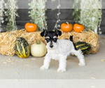 Puppy 5 Schnauzer (Miniature)
