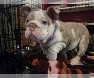 English Bulldog Puppy for sale in SACRAMENTO, CA, USA