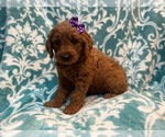 Small Photo #8 Goldendoodle Puppy For Sale in LAKELAND, FL, USA