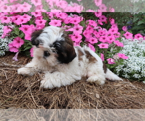 Shih Tzu Puppy for sale in SHILOH, OH, USA