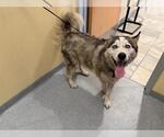 Small Siberian Husky