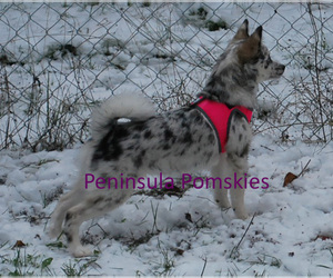 Mother of the Pomsky puppies born on 11/18/2021