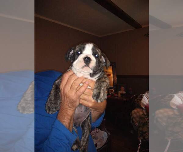 Medium Photo #8 Bulldog Puppy For Sale in TUNNEL HILL, GA, USA