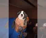 Small Photo #8 Bulldog Puppy For Sale in TUNNEL HILL, GA, USA