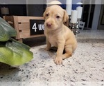 Small Photo #17 Labrador Retriever Puppy For Sale in KATHLEEN, GA, USA