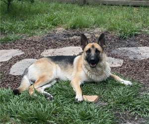 Father of the German Shepherd Dog puppies born on 05/21/2025