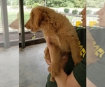 Small Photo #3 Goldendoodle Puppy For Sale in CLARKSVILLE, TX, USA