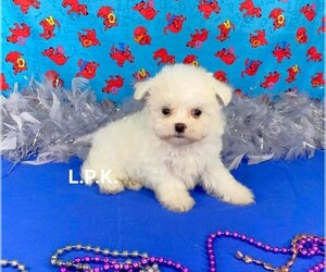 Maltese Puppy for sale in WINNSBORO, LA, USA