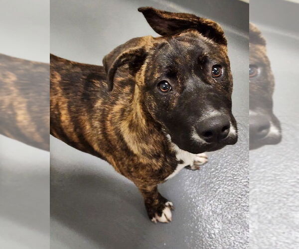 Medium Photo #1 Mountain Cur-Unknown Mix Puppy For Sale in Hilton Head, SC, USA