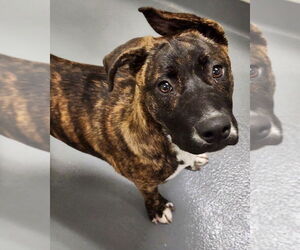 Mountain Cur-Unknown Mix Dogs for adoption in Hilton Head, SC, USA
