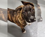 Small Mountain Cur Mix