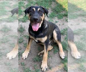 German Shepherd Dog-Unknown Mix Dogs for adoption in Riverside, CA, USA
