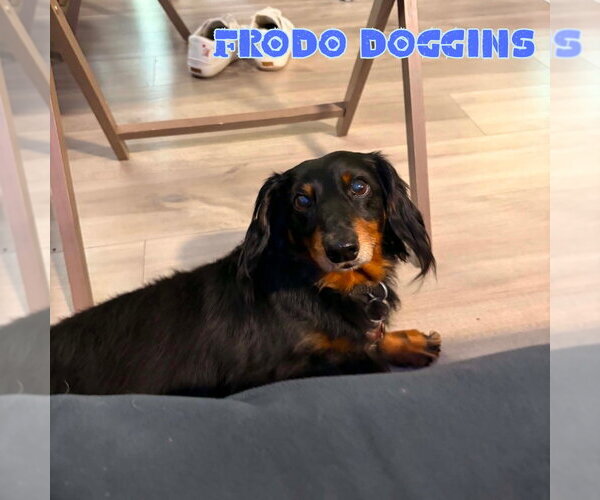 Medium Photo #2 Dachshund Puppy For Sale in San Antonio, TX, USA